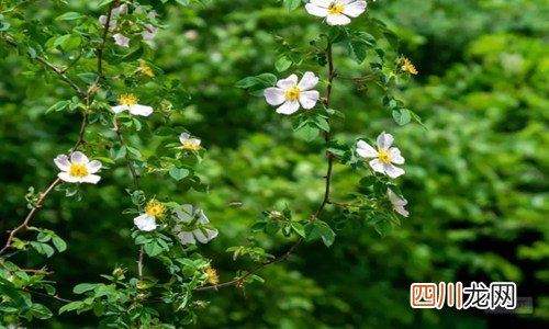 元气满满可爱的句子 适合发朋友圈很治愈的短句