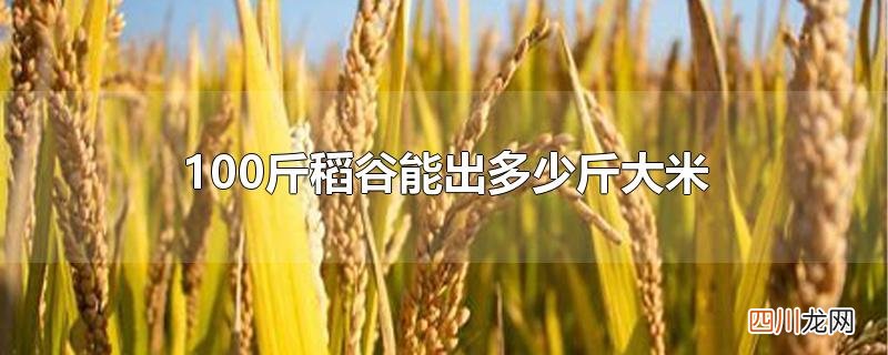 100斤稻谷能出多少斤大米