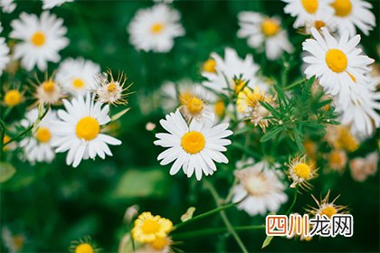 2022年三月十九可以求婚吗？是不是求婚的黄道吉日？