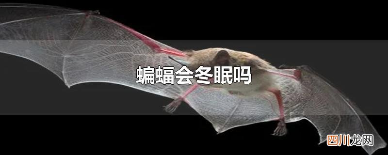 蝙蝠会冬眠吗