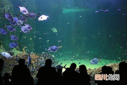 单反相机和数码相机有什么区别 什么是单反数码相机