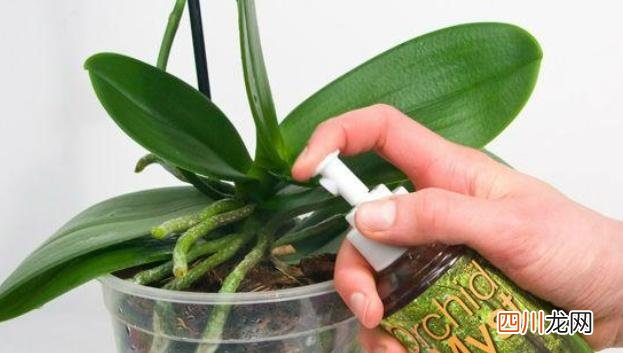 蝴蝶兰怎么养浇水？老花匠经验分享