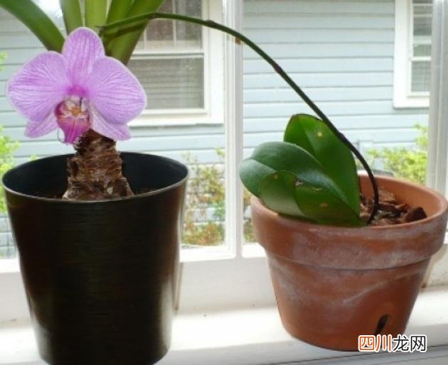 蝴蝶兰怎么养浇水？老花匠经验分享