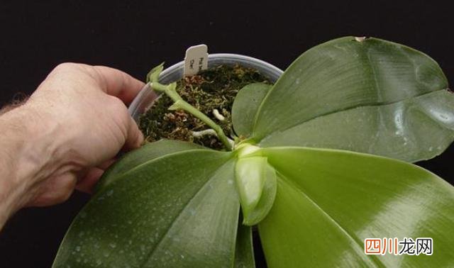蝴蝶兰怎么养浇水？老花匠经验分享