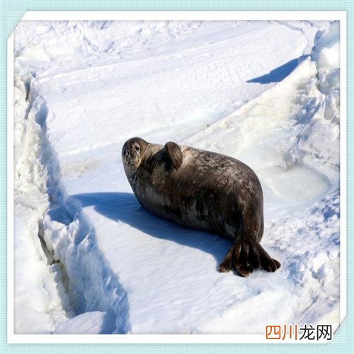 道达尔半合成机油价格表 道达尔机油官网旗舰店