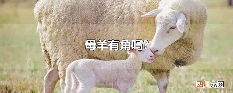 母羊有角吗?