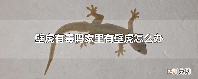 壁虎有毒吗家里有壁虎怎么办