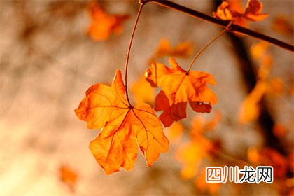 2022年农历四月二十八这天的黄历宜出殡吗？