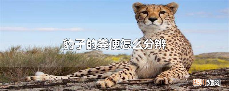 豹子的粪便怎么分辨
