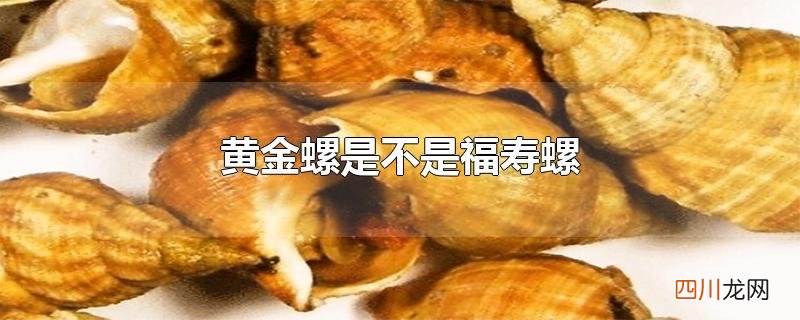 黄金螺是不是福寿螺