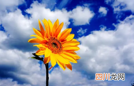 2022年上海2月份的温度大概是多少