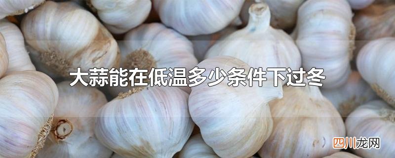 大蒜能在低温多少条件下过冬