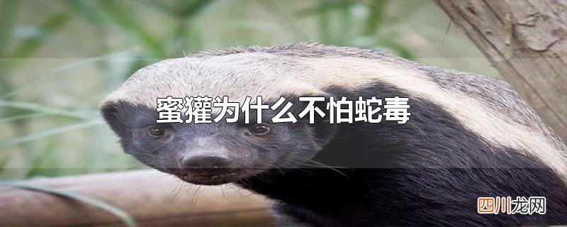 蜜獾为什么不怕蛇毒