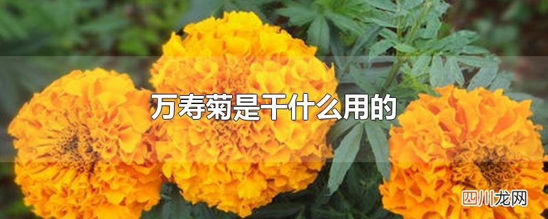 万寿菊是干什么用的