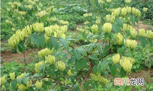 金银花的功效与作用 夏季家中常备良药