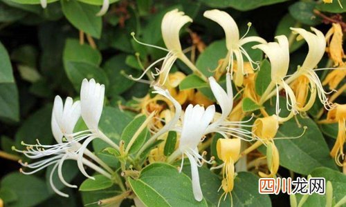 金银花的功效与作用 夏季家中常备良药