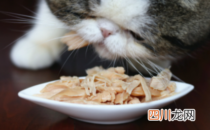 猫咪吃的鸡胸肉放盐吗