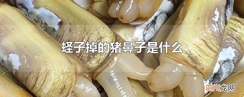蛏子掉的猪鼻子是什么