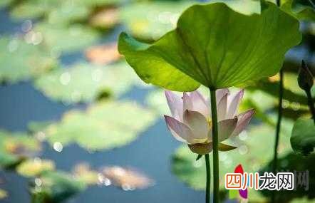 2022年哪天暑伏 2022年小暑这天入伏了吗