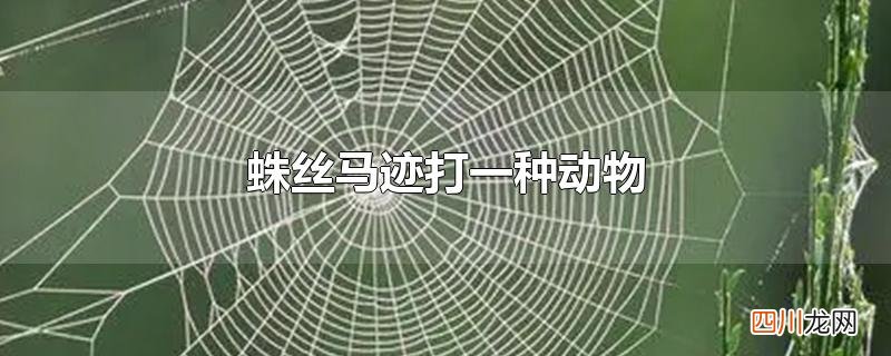 蛛丝马迹打一种动物