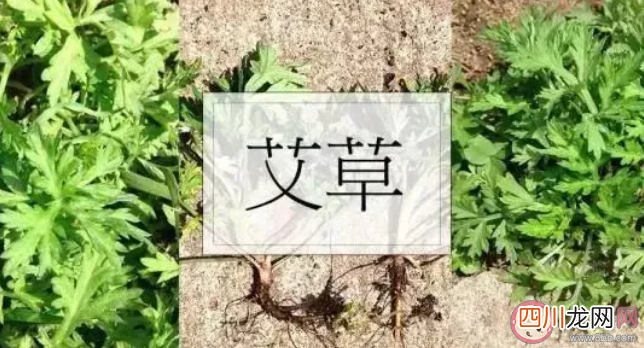 毒五月究竟毒在哪里 ?毒五月要预防哪些疾病
