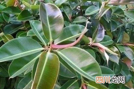 橡皮树怎样能快速长出新根