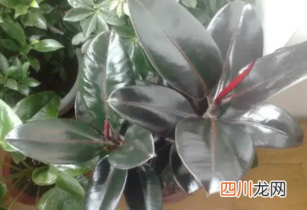 橡皮树怎样能快速长出新根