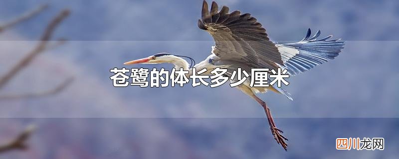 苍鹭的体长多少厘米
