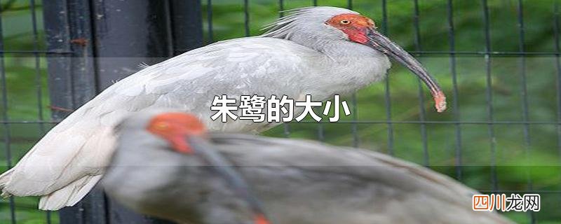 朱鹭的大小