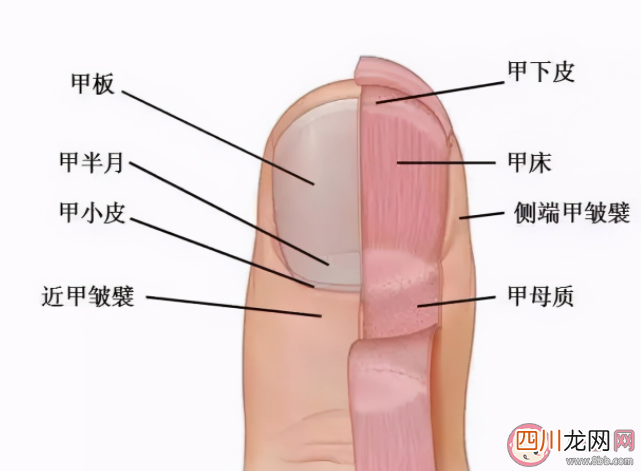 指甲太短容易得甲沟炎吗 甲沟炎有什么办法好转