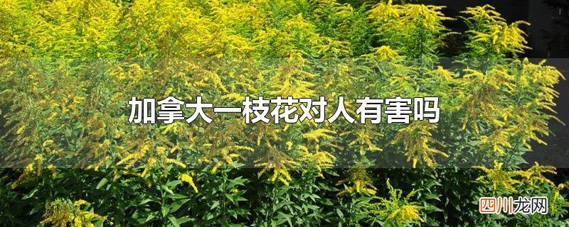 加拿大一枝花对人有害吗