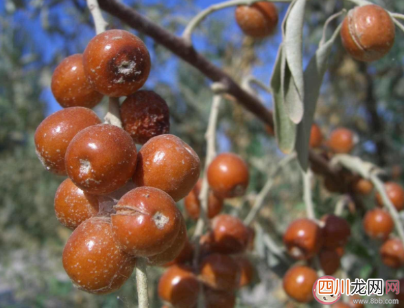 沙枣主要分布在我国的什么地区 蚂蚁新村1月18日答案解析