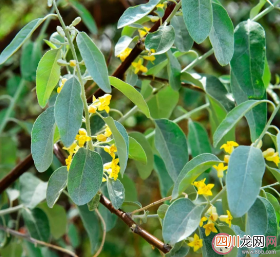 沙枣主要分布在我国的什么地区 蚂蚁新村1月18日答案解析