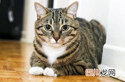 我想看猫的品种 小猫的所有品种