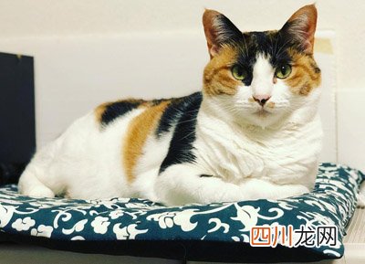 我想看猫的品种 小猫的所有品种