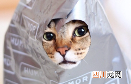 猫咪总舔塑料袋啥意思