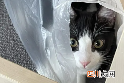 猫咪总舔塑料袋啥意思