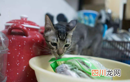 猫咪总舔塑料袋啥意思
