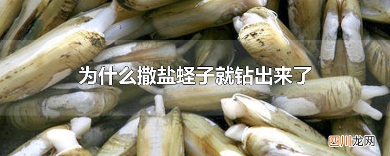 为什么撒盐蛏子就钻出来了