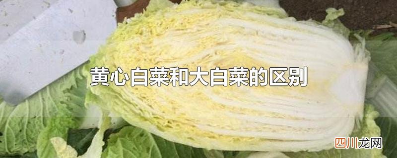 黄心白菜和大白菜的区别