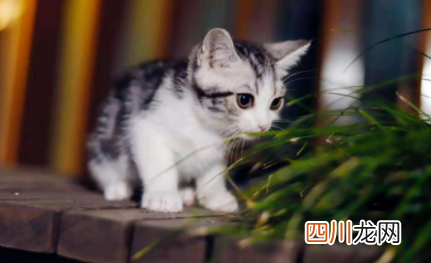 猫排出来的绦虫会感染人吗