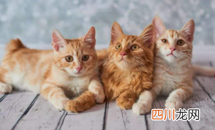 猫排出来的绦虫会感染人吗