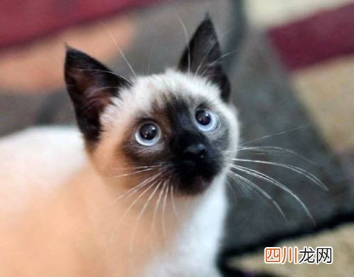 宠物店买一只猫多少钱？7种常见“宠物猫”的市场价