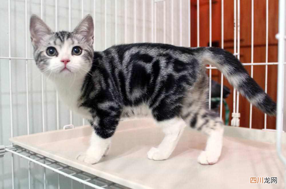 宠物店买一只猫多少钱？7种常见“宠物猫”的市场价