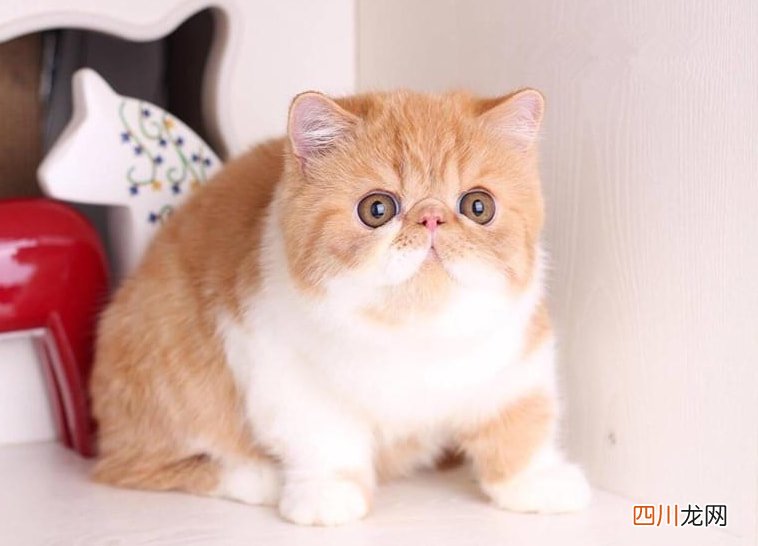 宠物店买一只猫多少钱？7种常见“宠物猫”的市场价