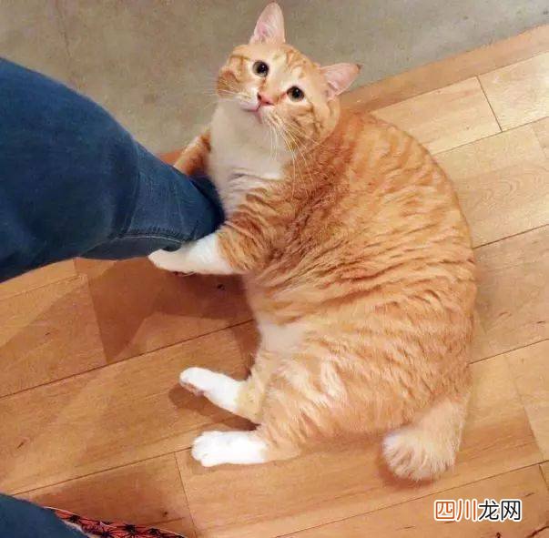 宠物店买一只猫多少钱？7种常见“宠物猫”的市场价