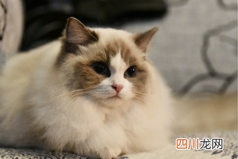 宠物店买一只猫多少钱？7种常见“宠物猫”的市场价