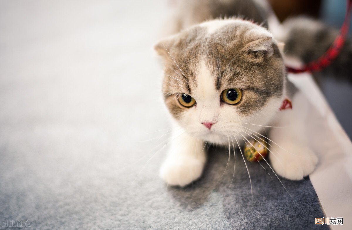 宠物店买一只猫多少钱？价格便宜的宠物猫小心有坑！常见品种猫咪价格