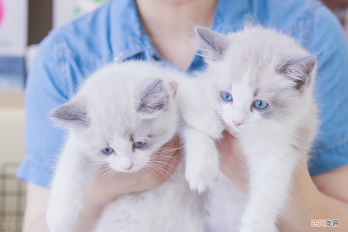 宠物店买一只猫多少钱？价格便宜的宠物猫小心有坑！常见品种猫咪价格