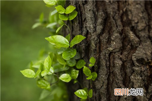 生肖从立春还是初一算？为什么不按立春算属相？附正确的属相划分时间
